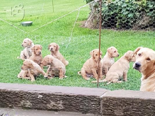 Προς πώληση Labrador Retriever Σκύλοι και κουτάβια
